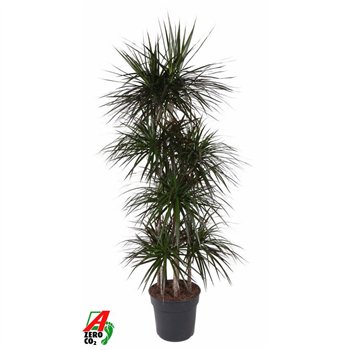 Dracena marg  magenta Magenta 120-carrouselpp 170cm 34cm Q2572