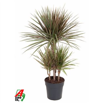 Dracena marg  bicolor Bicolor 45-carrouselpp 100cm 21cm Q2573