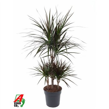 Dracena marg  magenta Magenta 45-carrouselpp 100cm 21cm Q2574