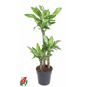 Dracena fragrans Silver Dream3 pp 110cm 21cm Q2575