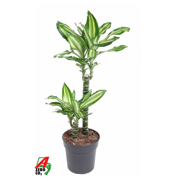 Dracena fragrans Silver Dream2 pp 100cm 19cm Q2576