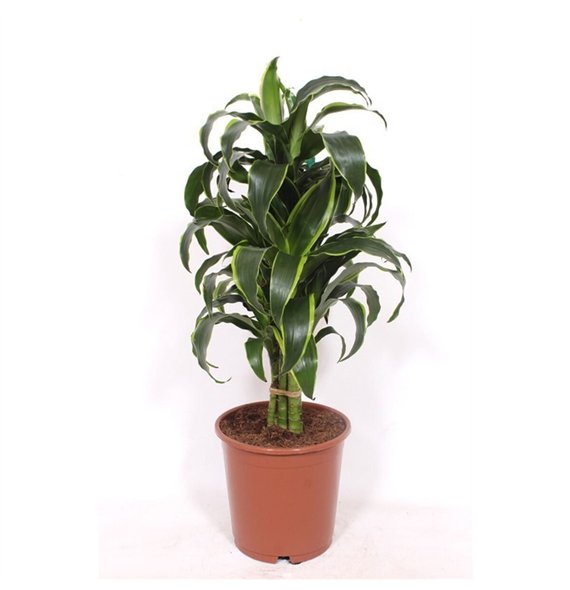 Dracena dorado compacta Dorado8 pp 85cm 24cm Q2581