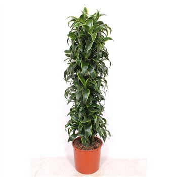 Dracena dorado compacta Dorado15 pp 170cm 34cm Q2586