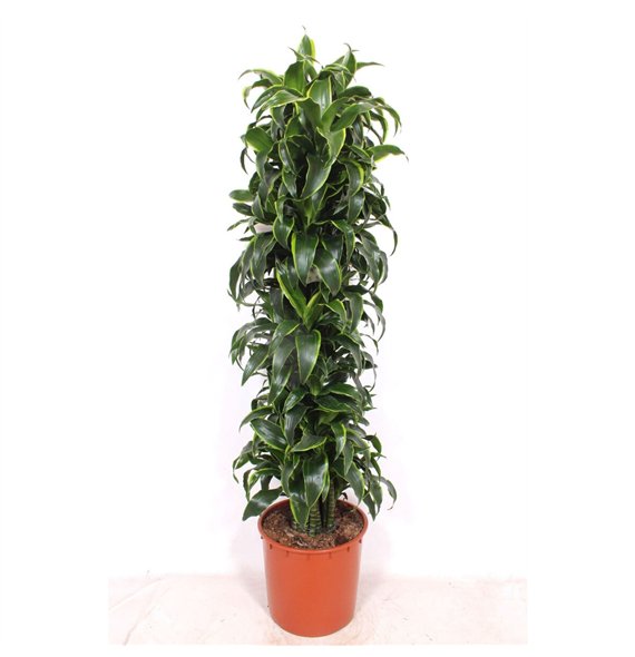 Dracena dorado compacta Dorado15 pp 170cm 34cm Q2586
