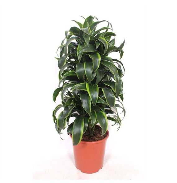 Dracena dorado compacta Dorado10 pp 100cm 27cm Q2587