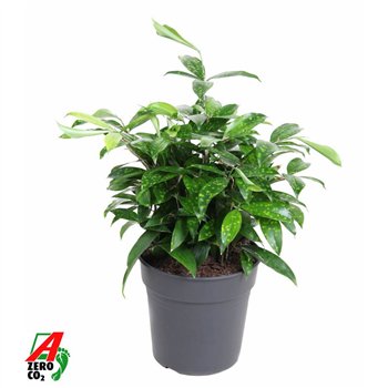 Dracena surculosa bush Surculosa P24pp 60cm 24cm Q2588