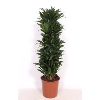Dracena fragr  compacta Compacta12 pp 130cm 30cm Q2590