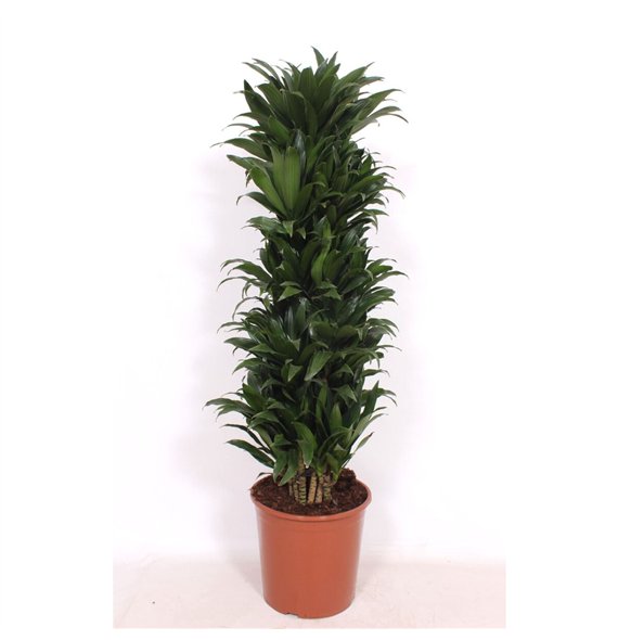 Dracena fragr  compacta Compacta12 pp 130cm 30cm Q2590
