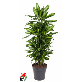 Dracena fragr  cintho Cintho branched P27pp 120cm 27cm Q2594