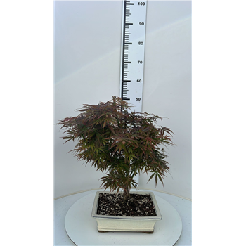 Javor palmatum 'Jerre Schwartz' F00007590