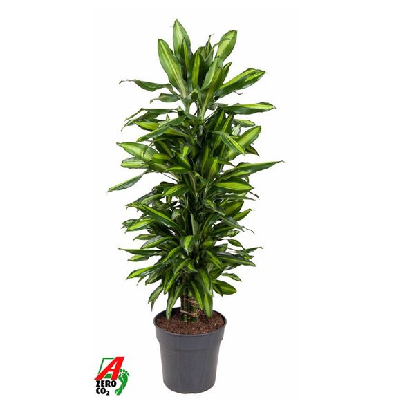 Dracena fragr  cintho Cintho branched P27pp 120cm 27cm Q2594