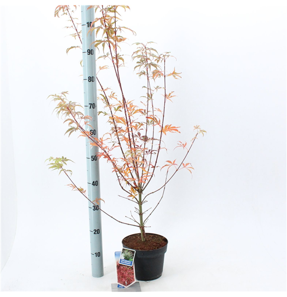 Javor palmatum 'Jerre Schwartz' F00005712