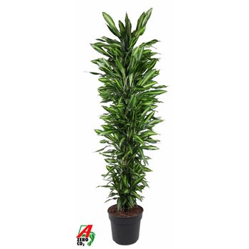 Dracena fragr  cintho Cintho branched P40pp 210cm 40cm Q2597