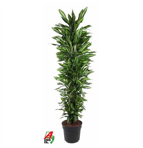 Dracena fragr  cintho Cintho branched P40pp 210cm 40cm Q2597