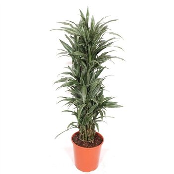 Dracena fragr  der warneckei Warneckei12 pp 140cm 30cm Q2601