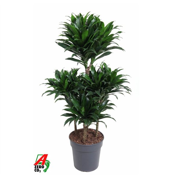 Dracena fragr  compacta Compacta5 pp 100cm 24cm Q2602