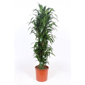 Dracena fragr  janet craig Janet Craig15 pp 170cm 34cm Q2604