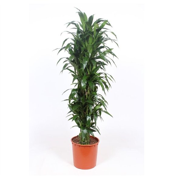 Dracena fragr  janet craig Janet Craig15 pp 170cm 34cm Q2604