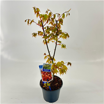 Javor palmatum 'Katsura' F00005715