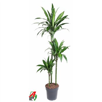 Dracena fragr  deremensis Paloma3 pp 140cm 24cm Q2606