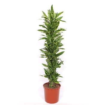 Dracena fragr  golden coast Golden Coast 15 pp 180cm 34cm Q2607