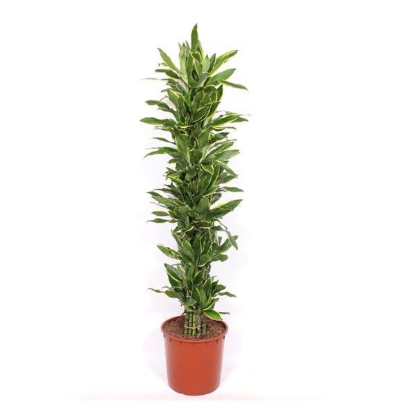Dracena fragr  golden coast Golden Coast 15 pp 180cm 34cm Q2607