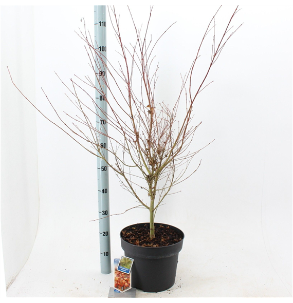 Javor palmatum 'Katsura' F00005716