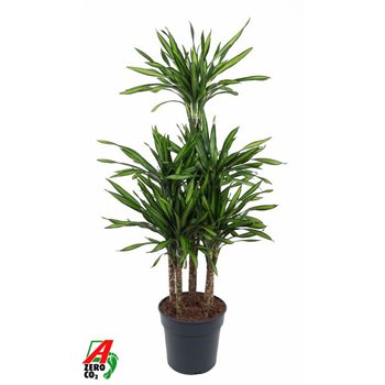 Dracena fragr  riki Riki 90-carrousel6 pp 140cm 31cm Q2610