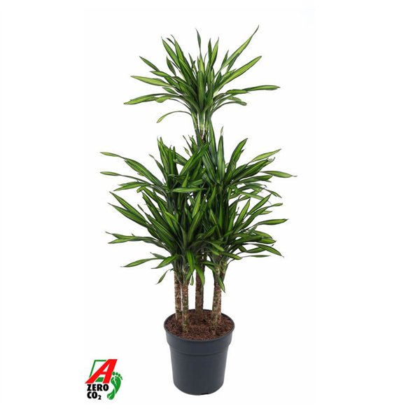 Dracena fragr  riki Riki 90-carrousel6 pp 140cm 31cm Q2610