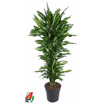 Dracena fragrans cintho Cintho branched P311 pp 150cm 31cm Q2611