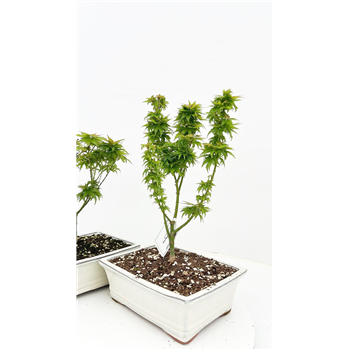 Javor palmatum 'Kotohime' F00007595