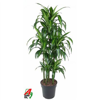 Dracena fragr  hawaiian sunshine Hawaiiana 90-carrouselpp 150cm 31cm Q2612