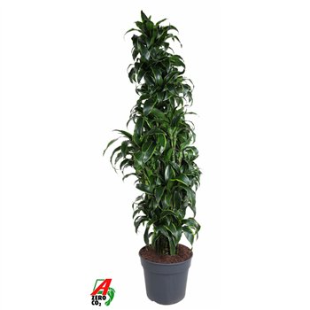 Dracena dorado compacta Dorado1 pp 200cm 40cm Q2613