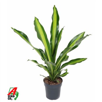 Dracena fragr  burley Burley kopstek P211 pp 80cm 21cm Q2614