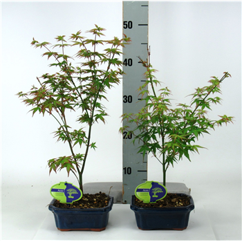 Javor palmatum 'Little Princess' F00002136