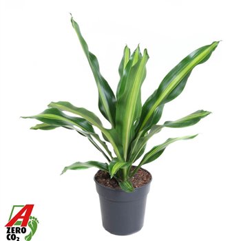 Dracena fragr  burley Burley kopstek P241 pp 90cm 24cm Q2615