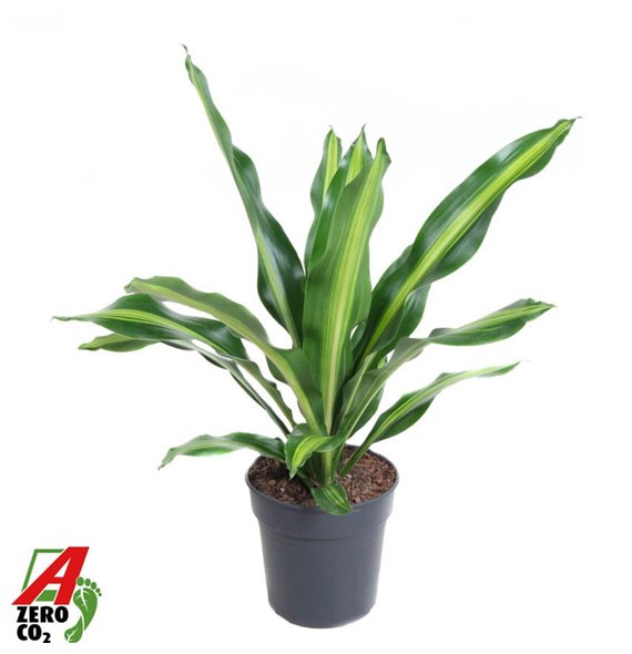 Dracena fragr  burley Burley kopstek P241 pp 90cm 24cm Q2615