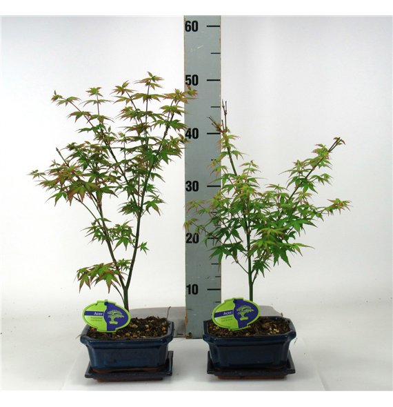 Javor palmatum 'Little Princess' F00002144