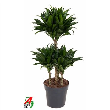 Dracena fragr  compacta Compacta 45-carrouselpp 80cm 21cm Q2616