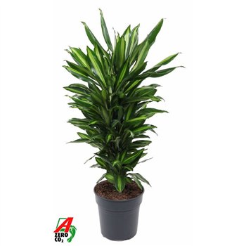 Dracena fragr  cintho Cintho branched P24pp 100cm 24cm Q2620