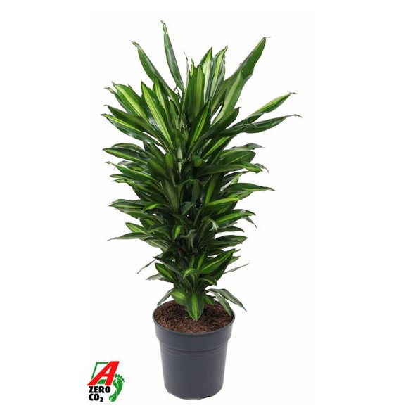 Dracena fragr  cintho Cintho branched P24pp 100cm 24cm Q2620
