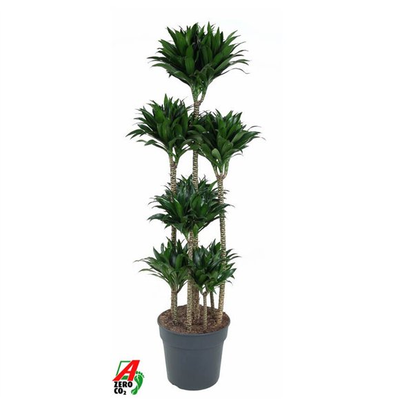 Dracena fragr  compacta 120-carrouselpp 170cm 34cm Q2622