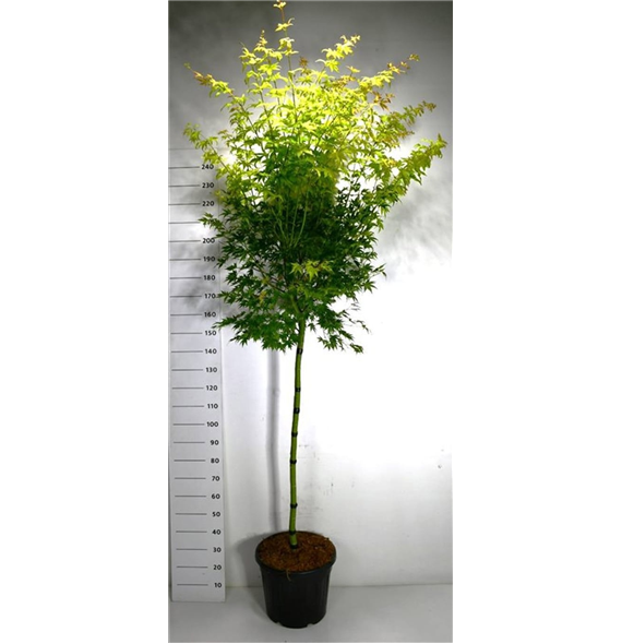 Javor palmatum 'Orange Dream' F00006400