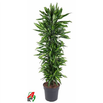 Dracena fragr  cintho Cintho branched P34pp 180cm 34cm Q2623