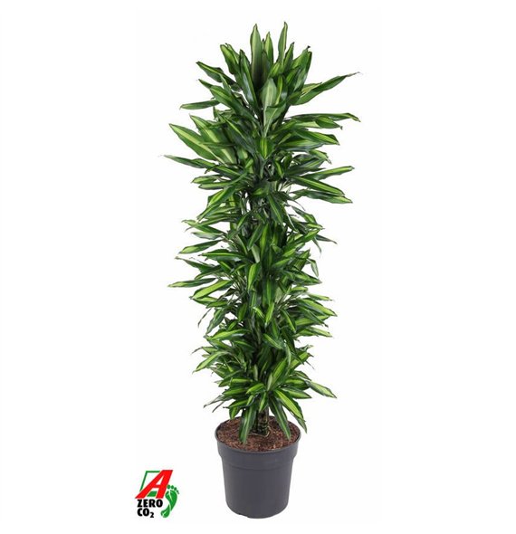 Dracena fragr  cintho Cintho branched P34pp 180cm 34cm Q2623