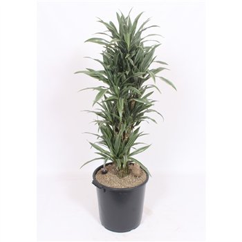 Dracena fragr  der warneckei Warneckei12 pp 150cm 40cm Q2625