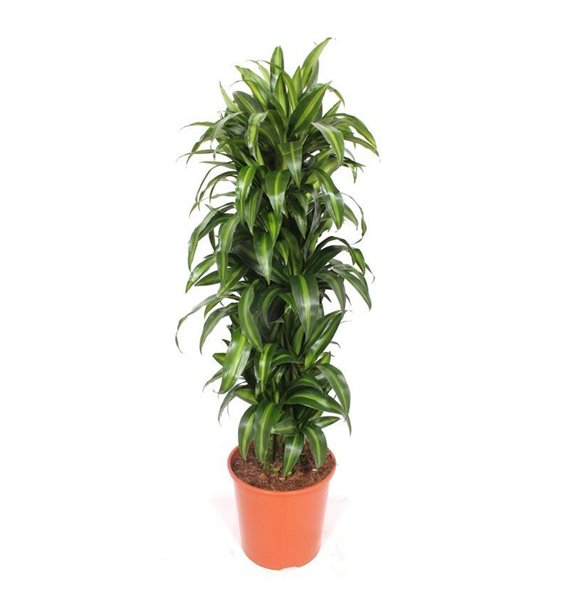 Dracena fragr  hawaiian sunshine Hawaiian Sunshine12 pp 160cm 30cm Q2626