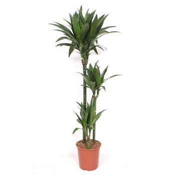 Dracena fragr  janet craig Janet Craig3 pp 150cm 24cm Q2627