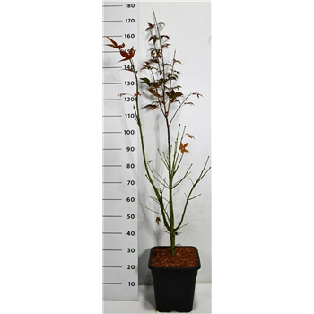 Javor palmatum 'Osakazuki' F00006394