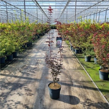 Javor palmatum 'Red Emperor' F00006774